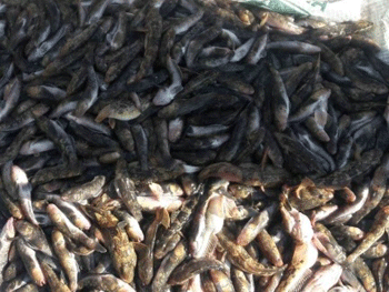 Пограничники поймали груженых браконьеров фото