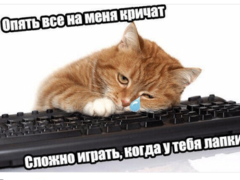 Не могу, у меня лапки, - Twitter-аккаунт полиции был взломан фото