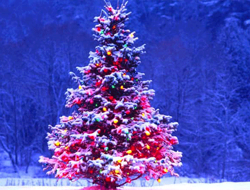 Рождественско-картофельный бартер: как украинские парламентарии поспорили из-за праздников фото