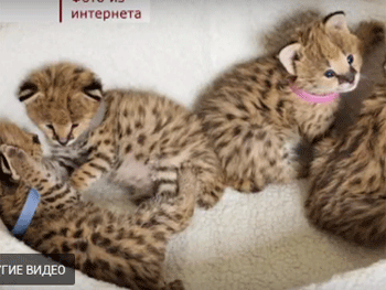 В бердянском зоопарке появились новые питомцы  фото