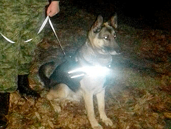 Полицейская овчарка за полчаса раскрыла убийство на Сумщине фото