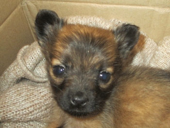 Неизвестные ночью оставили беззащитное животное в подъезде фото