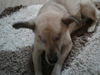 Слепая собака нашла хозяина фото