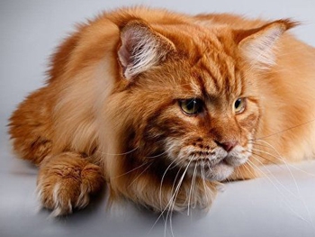 В Украине обнаружили самого огромного кота в стране (Фото) фото