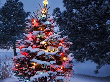 Главную новогоднюю елку страны не могут довезти в Киев из-за непогоды фото