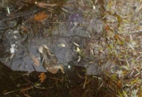 В Киеве неизвестные отстреливают уток в парках фото