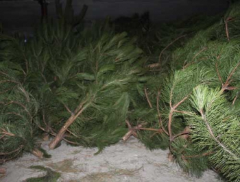 Стартовала торговля елками - как выбрать символ Нового года фото