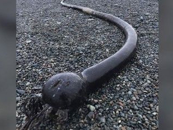 25-метровых морских червей выбросило на побережье Чукотки фото