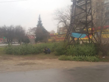 За пиратскую торговлю елками придется заплатить фото