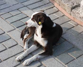 Мелитопольским волонтерам нужна помощь в стерилизации бездомных собак фото