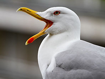 Укравшая камеру чайка сняла свой полет на видео фото