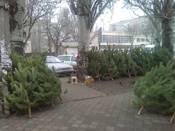 В Мелитополе ловят левых елочных торговцев фото