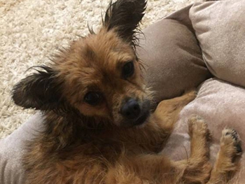 В Мелитополе ищут хозяина для собаки, пострадавшей в результате ДТП. ФОТО фото