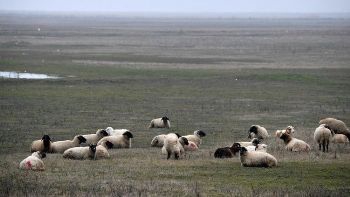 В Румынии овцы разрушили систему защиты НАТО от баллистических ракет фото