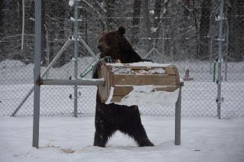 Во Львовской области работает приют для бурых медведей фото