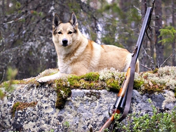 В России собака случайно застрелила хозяина из его же ружья фото