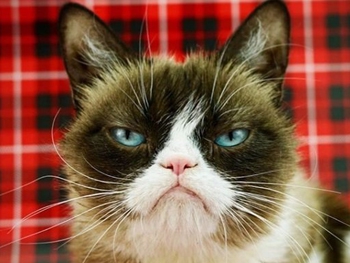 Женщина стала миллионершей благодаря кошке с забавной мордой: фото фото