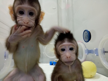 В Китае ученые впервые успешно клонировали обезьян (фото, видео) фото