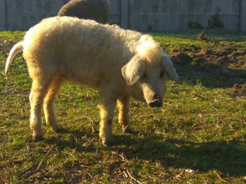 В городском парке поселились кудрявые хрюшки фото