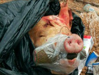 В Запорожье прохожих напугала голова свиньи с гранатой во рту фото