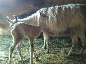 В Бердянском зоопарке родилась маленькая лама  фото