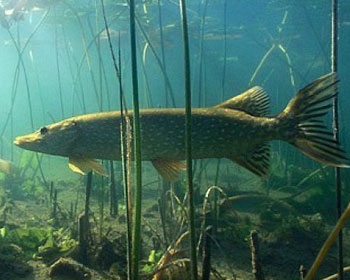 Рыболовная катушка – важный элемент спиннинга фото