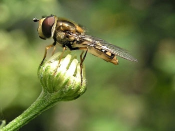 Врачи объяснили, как обычная муха может вас убить фото