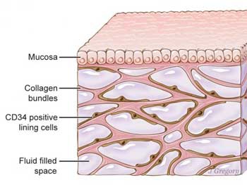 Учёные нашли новый орган в теле человека фото