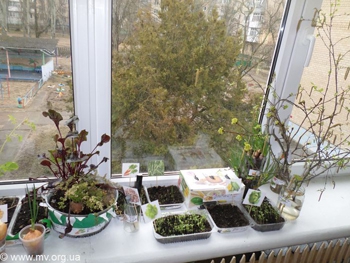 Дошколята высадили рассаду для будущих огородов фото