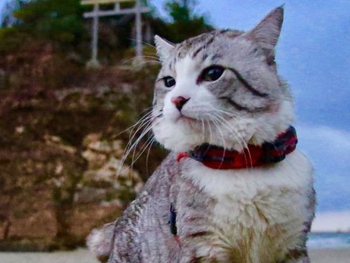 В Японии живет самый фотогеничный кот в мире фото
