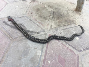 Возле запорожской больницы нашли ядовитую змею фото