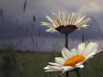 Прогноз погоды для Мелитополя фото