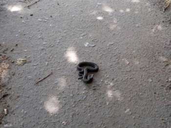 В Мелитополе ползущая посреди улицы змея напугала прохожих  фото