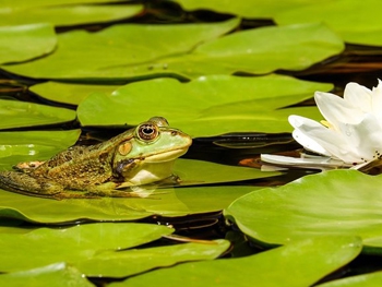 По всему миру начали вымирать лягушки фото