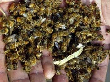 На Днепропетровщине массово вымирают пчелы  фото