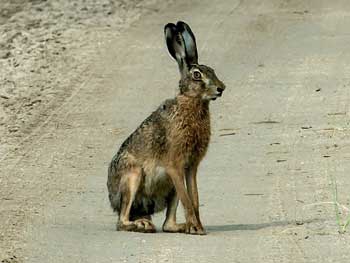 В сети опубликовали уникальные снимки острова Бирючий фото