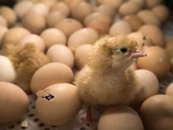 В Грузии из выброшенных протухших яиц вылупились тысячи цыплят фото