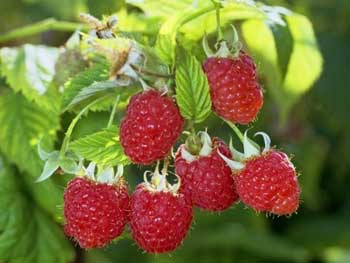 Польские фермеры требуют ограничить импорт дешевой малины из Украины фото