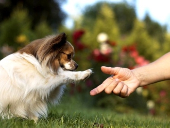 Эксперты расшифровали 19 собачьих жестов при общении с людьми фото