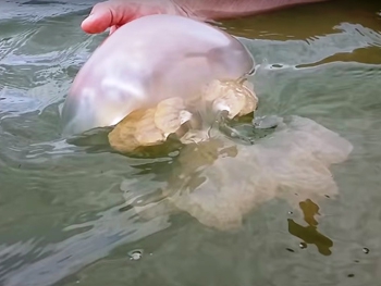 В Азовском море опасно купаться из-за ядовитых медуз  фото