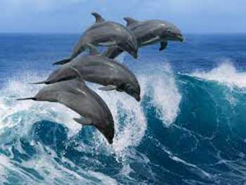 Украинцы попросили Порошенко закрыть все дельфинарии фото
