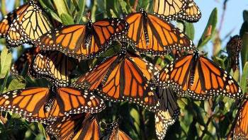 «Боевые бандеровские бабочки»: появилось впечатляющее видео из Карпат фото