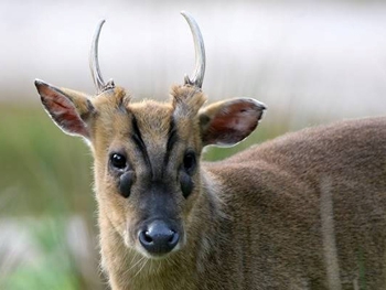 В Киевском зоопарке появились гавкающие олени: видео фото