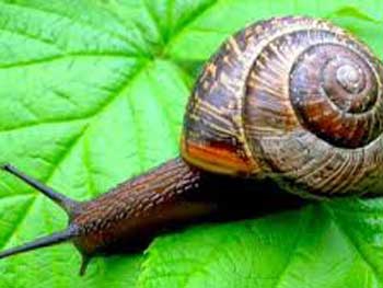 На Днепропетровщине изготавливают самую дорогую в мире икру фото