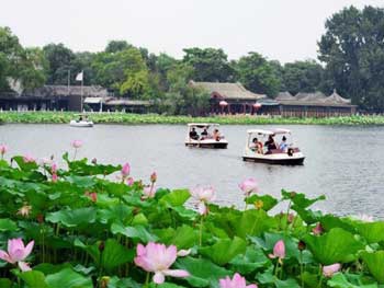 В Китае распустились тысячи лотосов фото