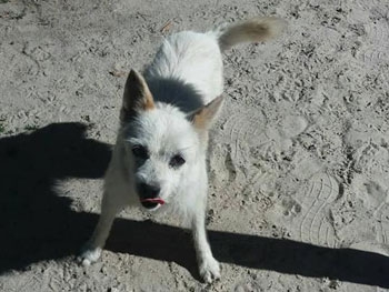 «Спасите собаку, спасите жизнь…» фото