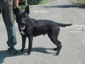 Верный друг ищет хозяина фото