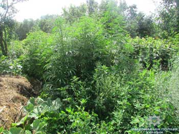 Под Киевом 78-летняя пенсионерка выращивала полтысячи кустов конопли прямо в огороде фото