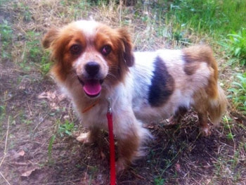 В Мелитополе ищут хозяев для маленькой собачки фото