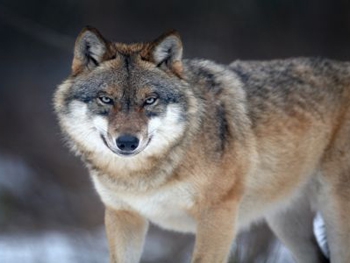 Европа опасается нашествия чернобыльских волков-мутантов фото